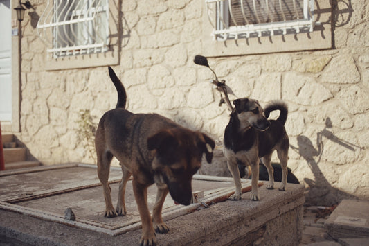 a couple of dogs standing on top of a step
