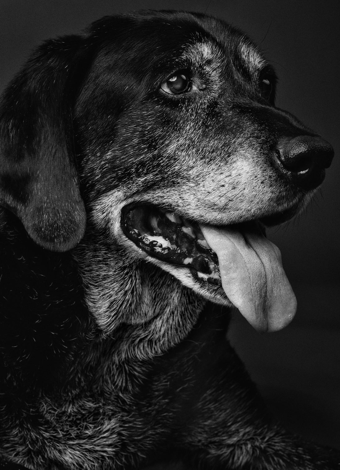 a black and white photo of a dog with his tongue out