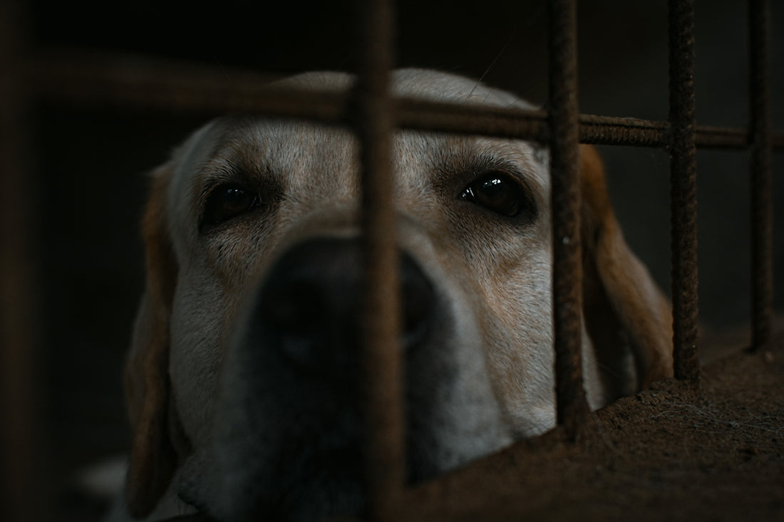 a close up of a dog in a cage
