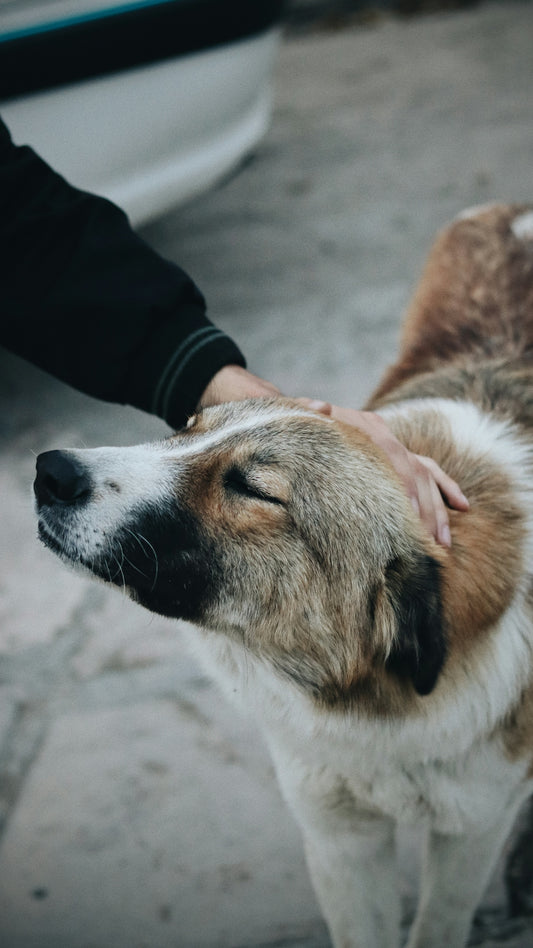 a close up of a person petting a dog