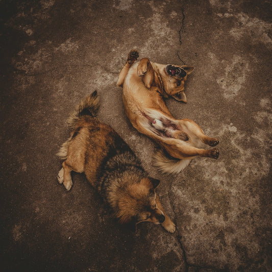 a couple of dogs laying on top of a cement floor
