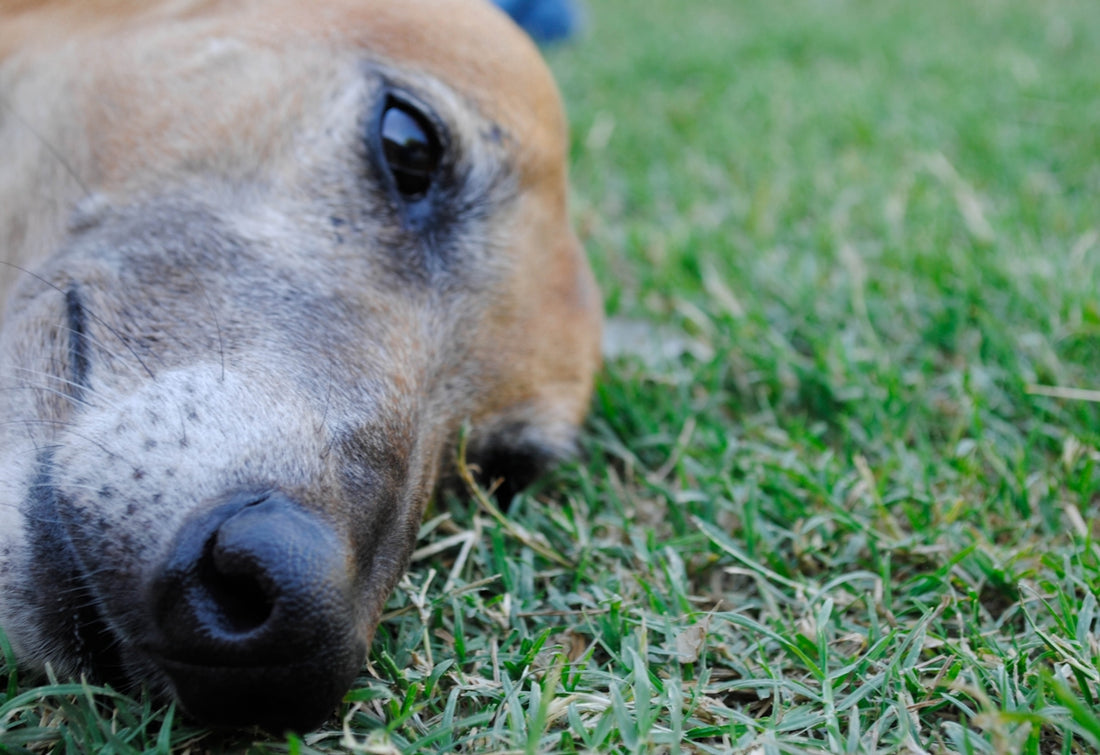 a close up of a dog laying in the grass
