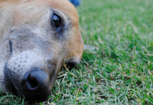 a close up of a dog laying in the grass