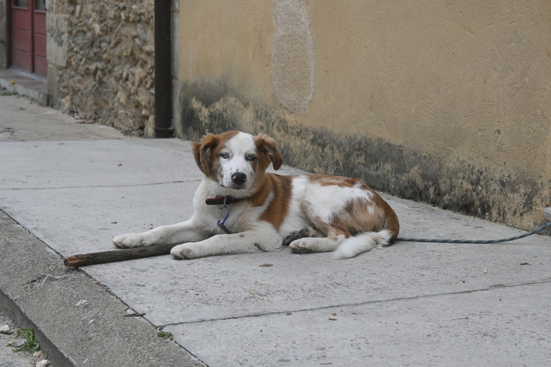 a brown and white dog laying on a sidewalk next to a building