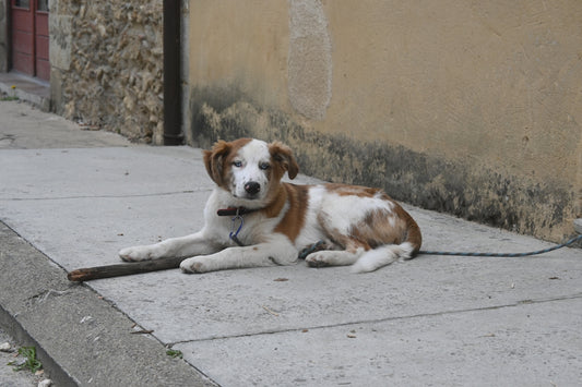 a brown and white dog laying on a sidewalk next to a building