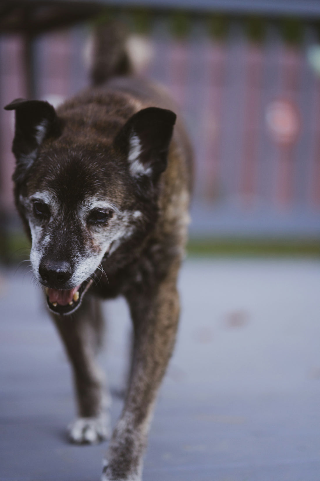 a brown and white dog walking across a sidewalk