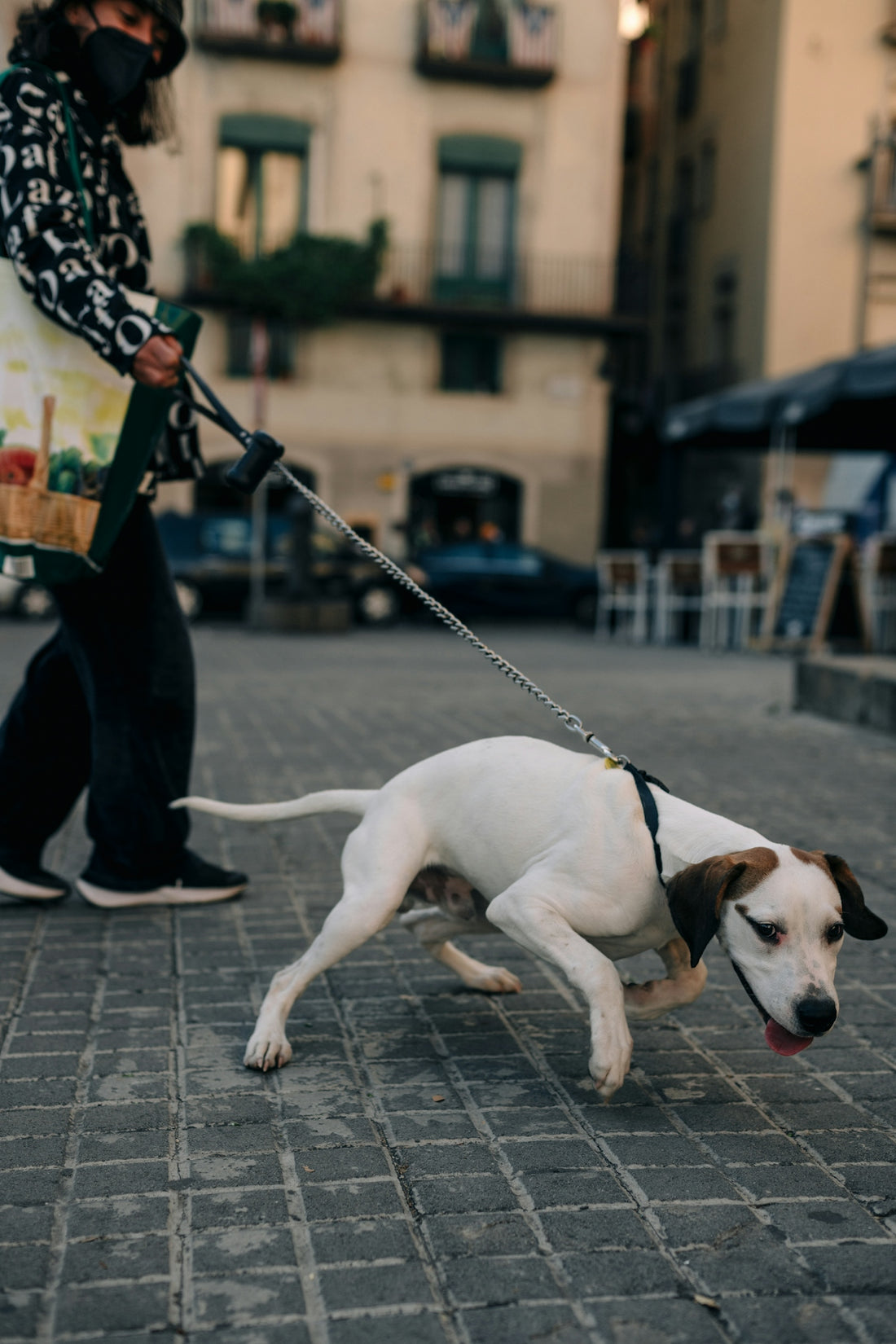 a person walking a dog on a leash