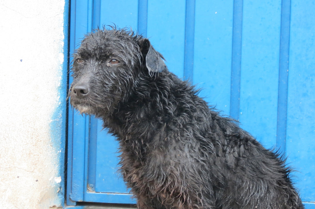 a black dog sitting in front of a blue door