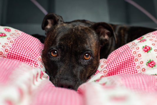 a dog lying on a bed