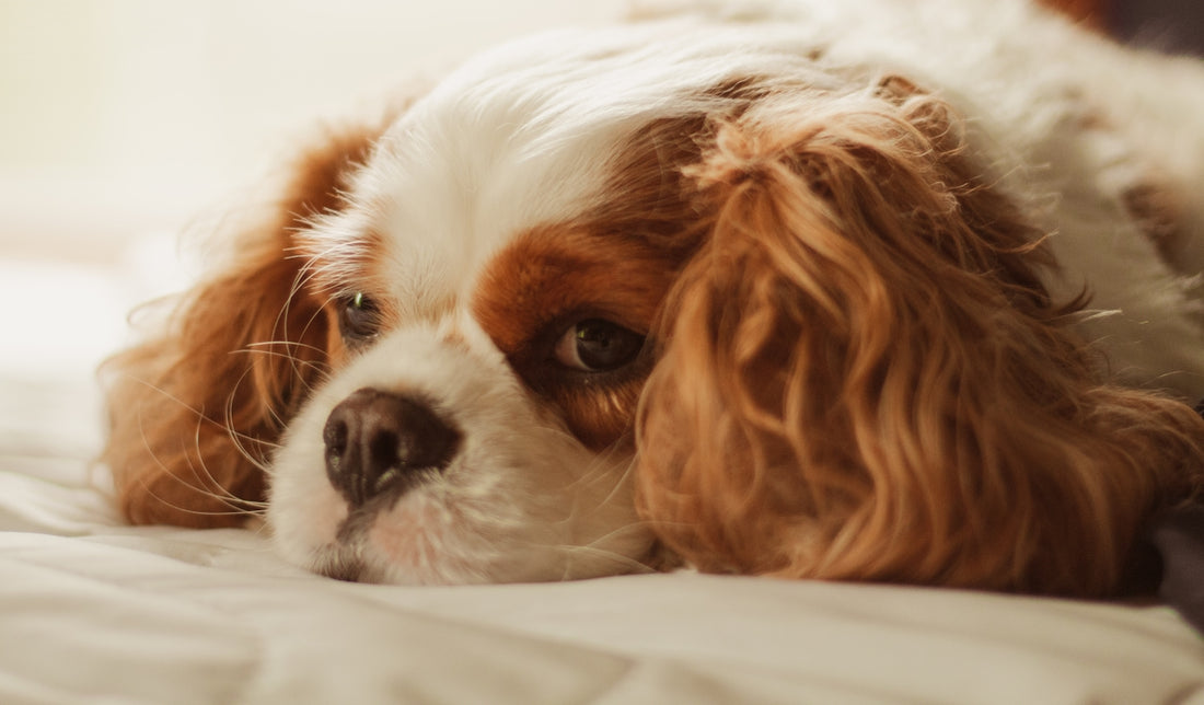 a close up of a dog laying on a bed