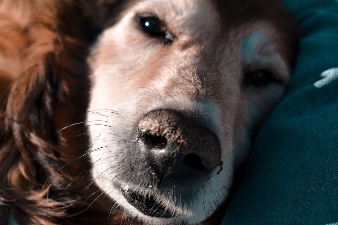 a close up of a dog laying on a pillow