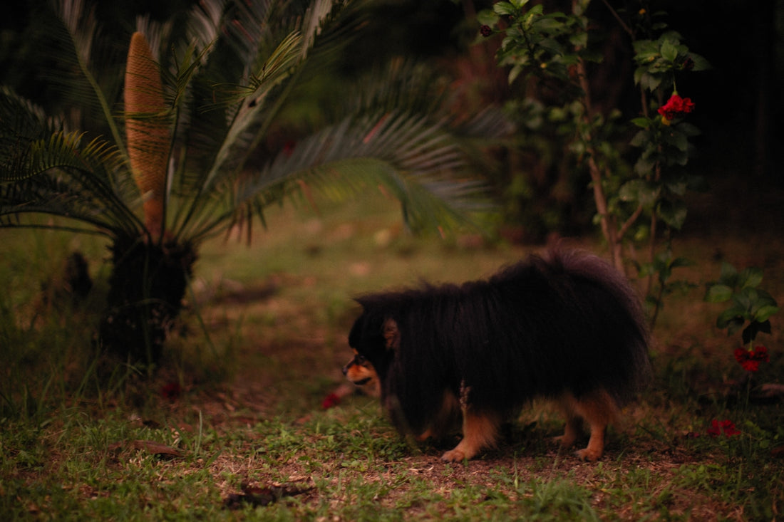 a black and brown dog standing on top of a lush green field