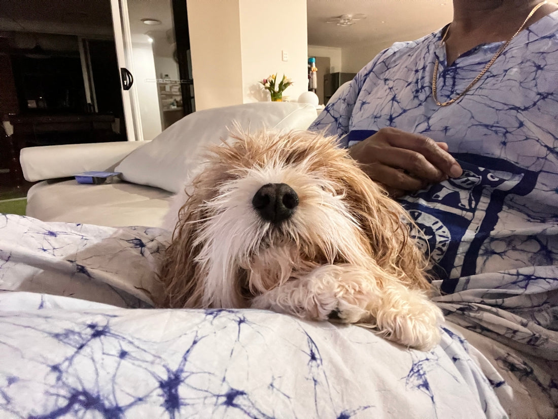 a dog laying on a bed with a person in the background