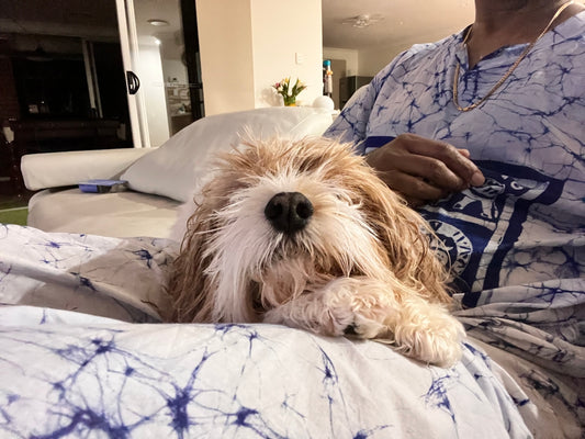 a dog laying on a bed with a person in the background