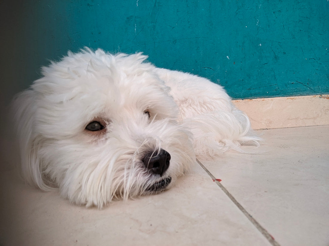 a small white dog laying on a tile floor