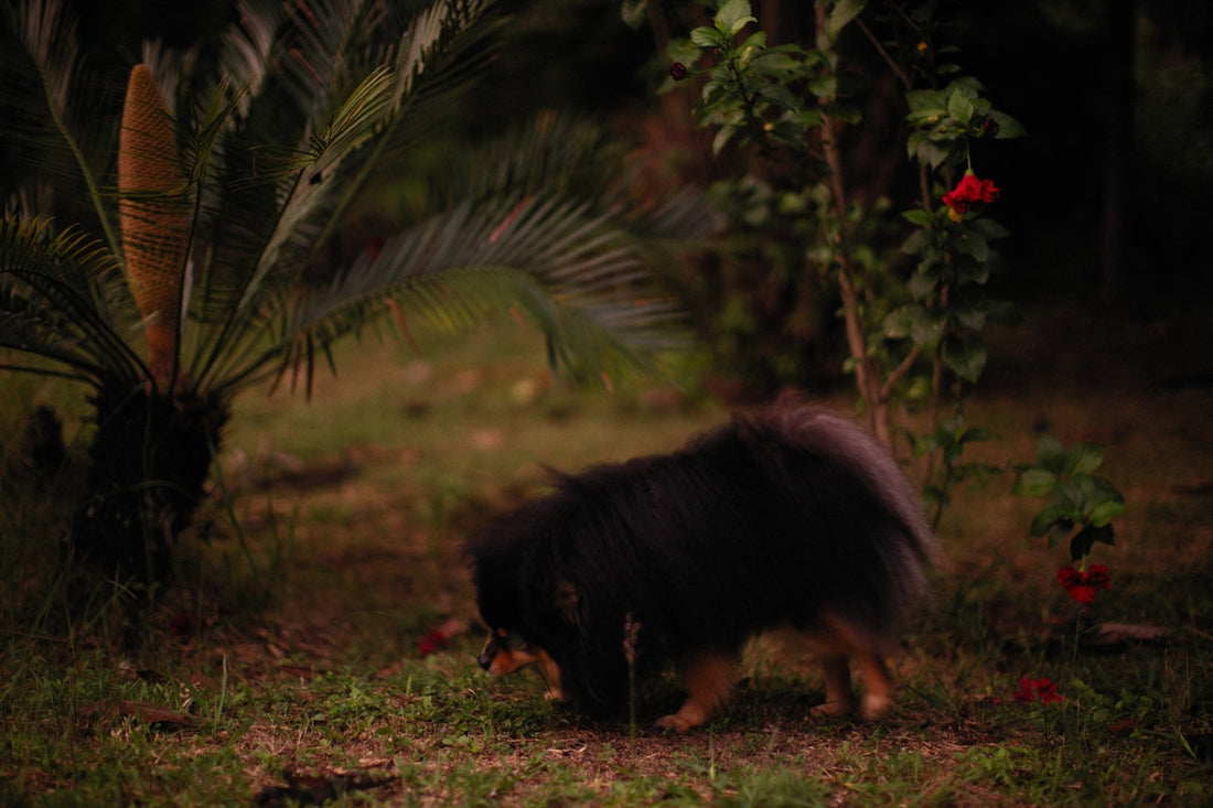 a black and brown dog walking through a lush green forest