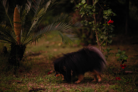 a black and brown dog walking through a lush green forest