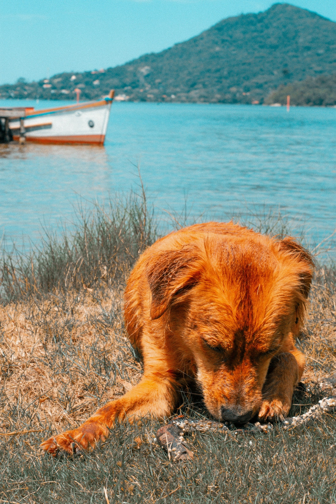 a brown dog laying on top of a grass covered field