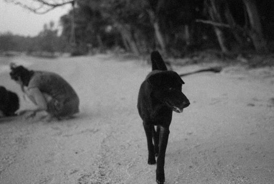 a black dog walking across a dirt road