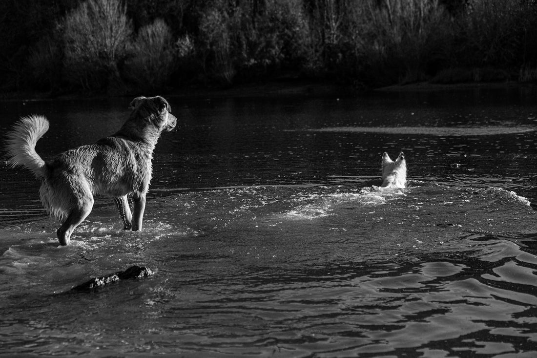a dog and a cat playing in the water