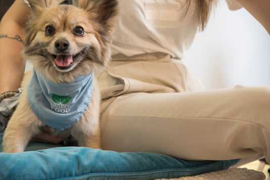 a dog with a medical device in its mouth