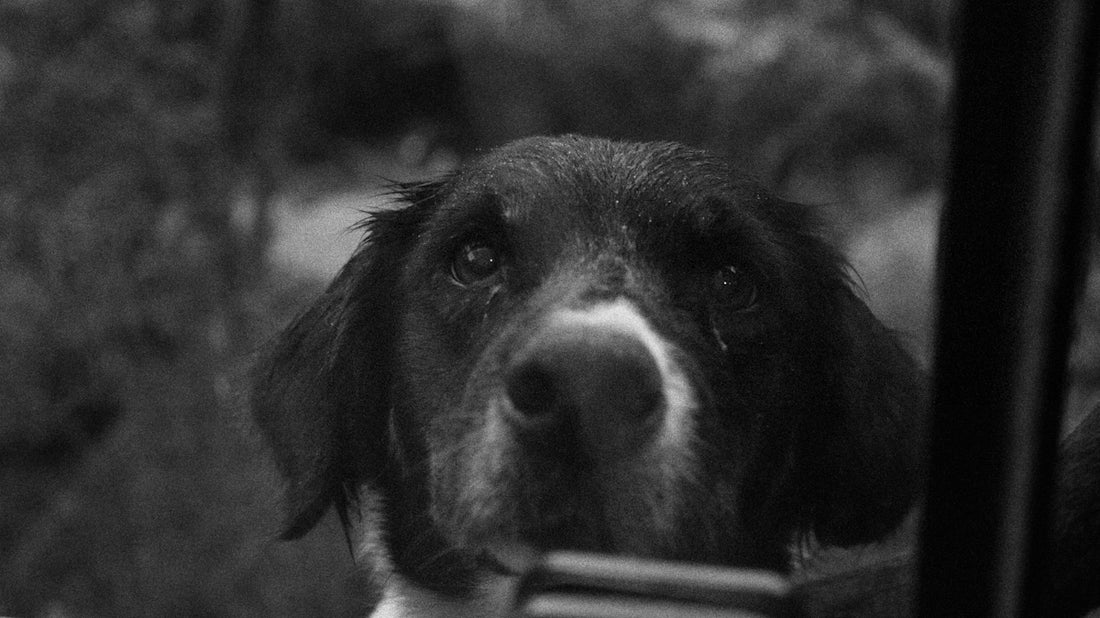 a dog looking through a window