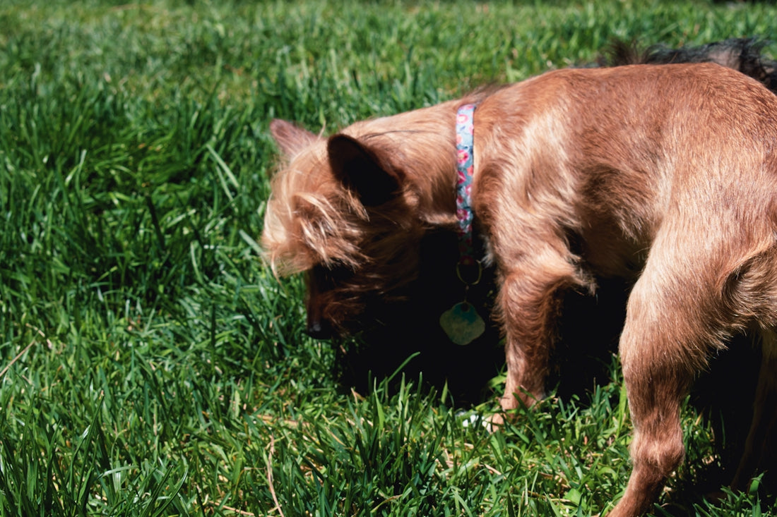 a dog on a leash in the grass