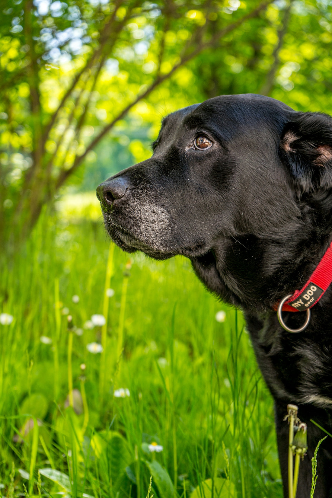 a black dog in a grassy area