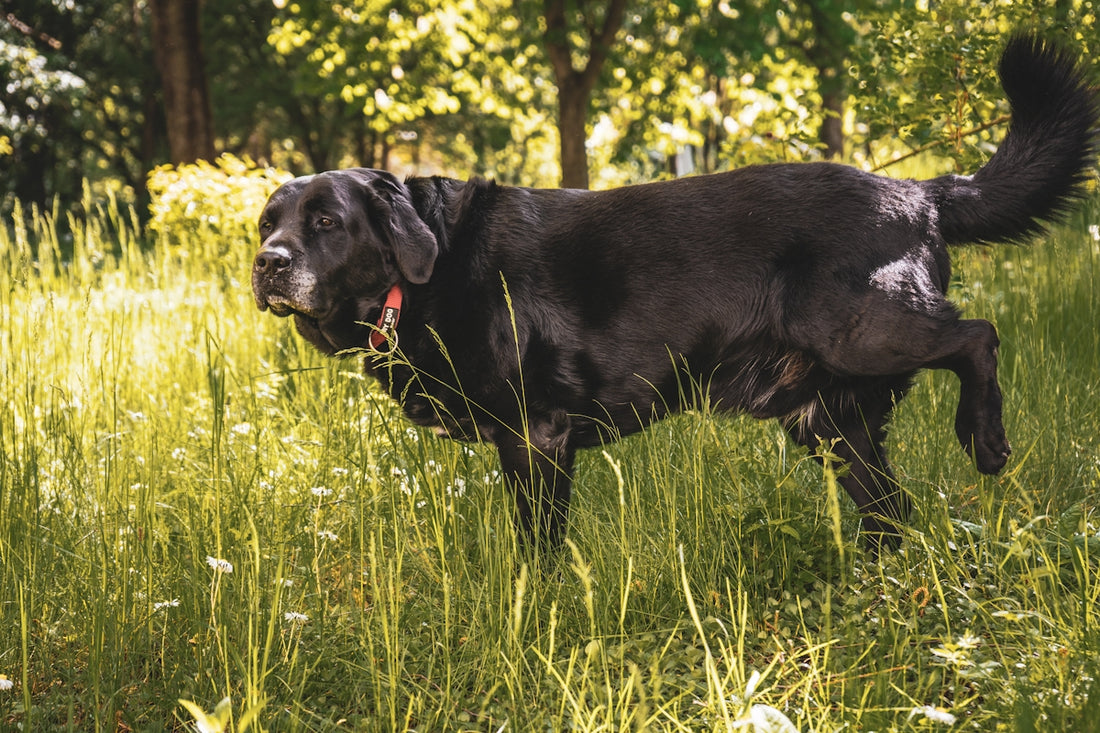 a black dog in a grassy area
