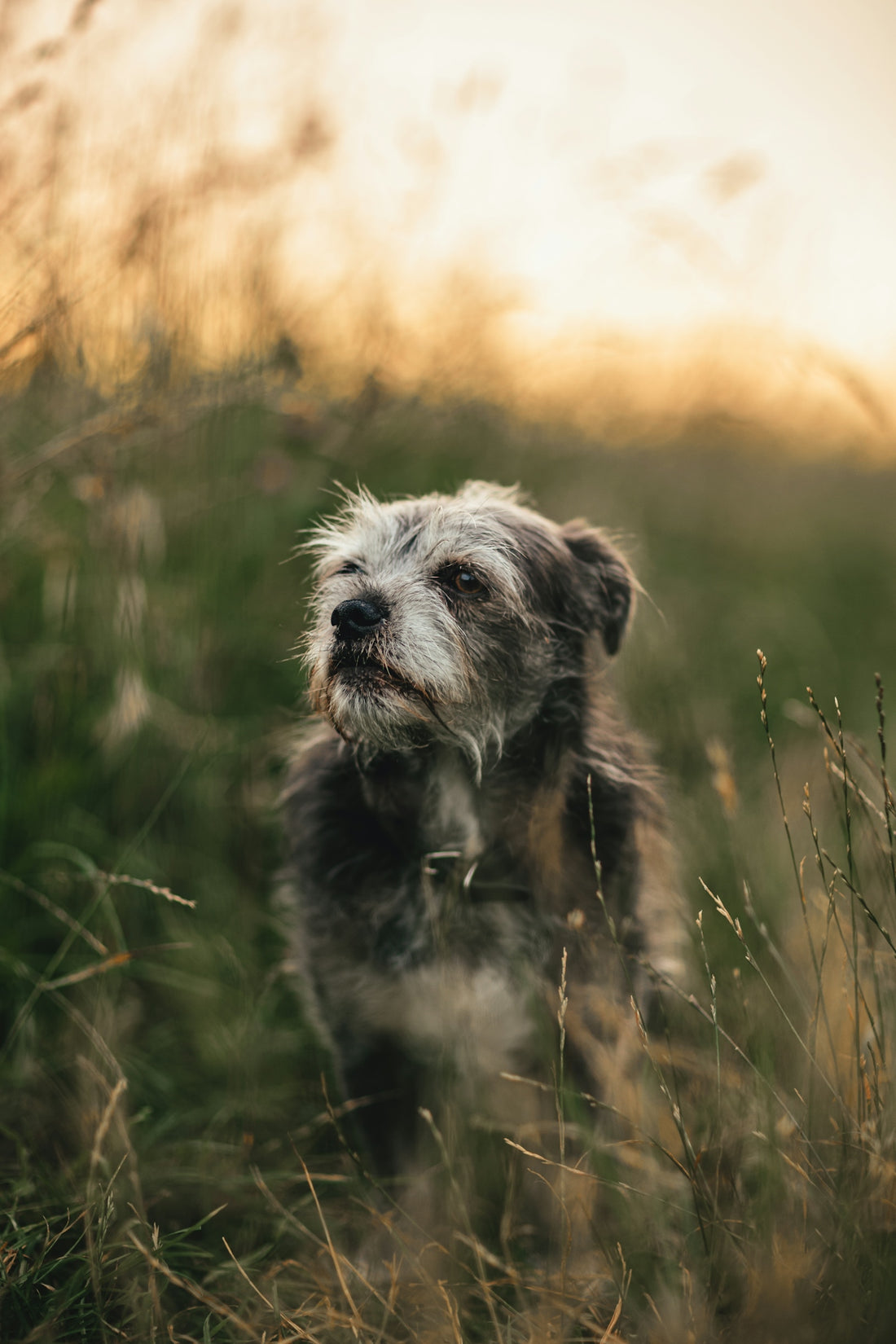 a small dog standing in a field of tall grass