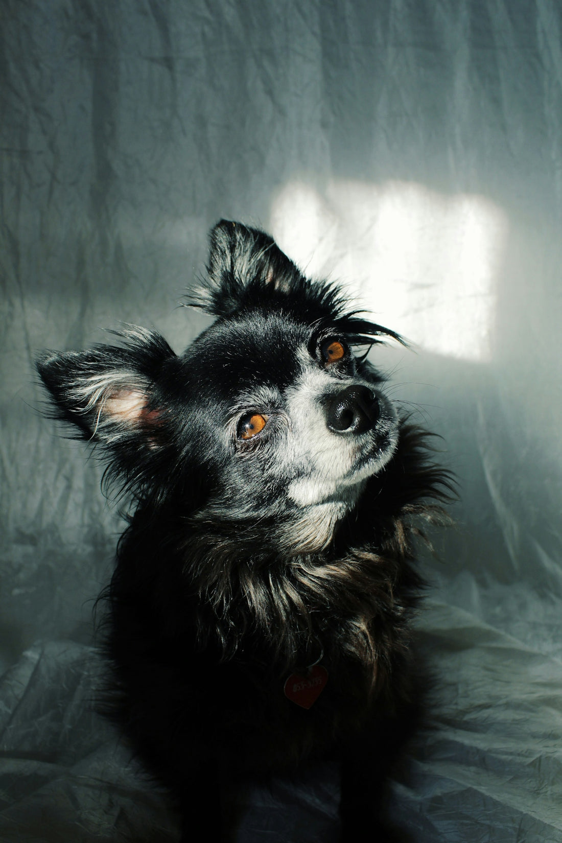 a black dog with yellow eyes