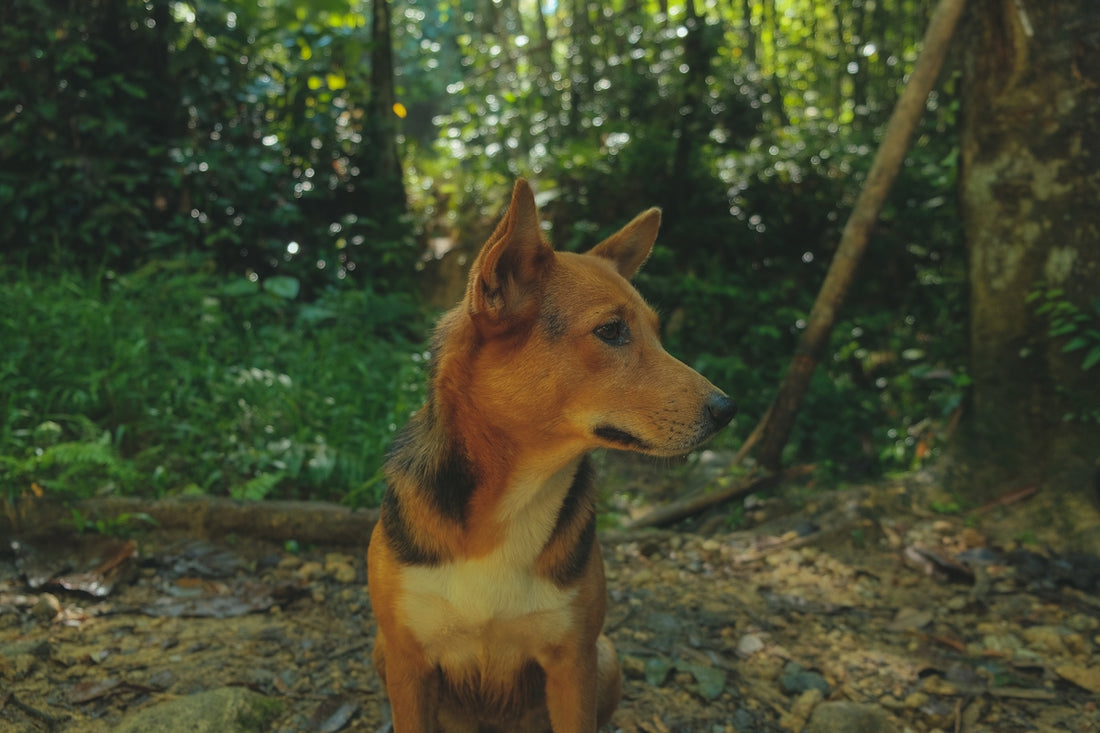 a dog sitting in the woods