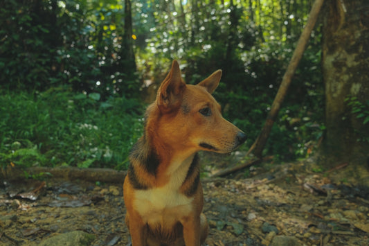 a dog sitting in the woods