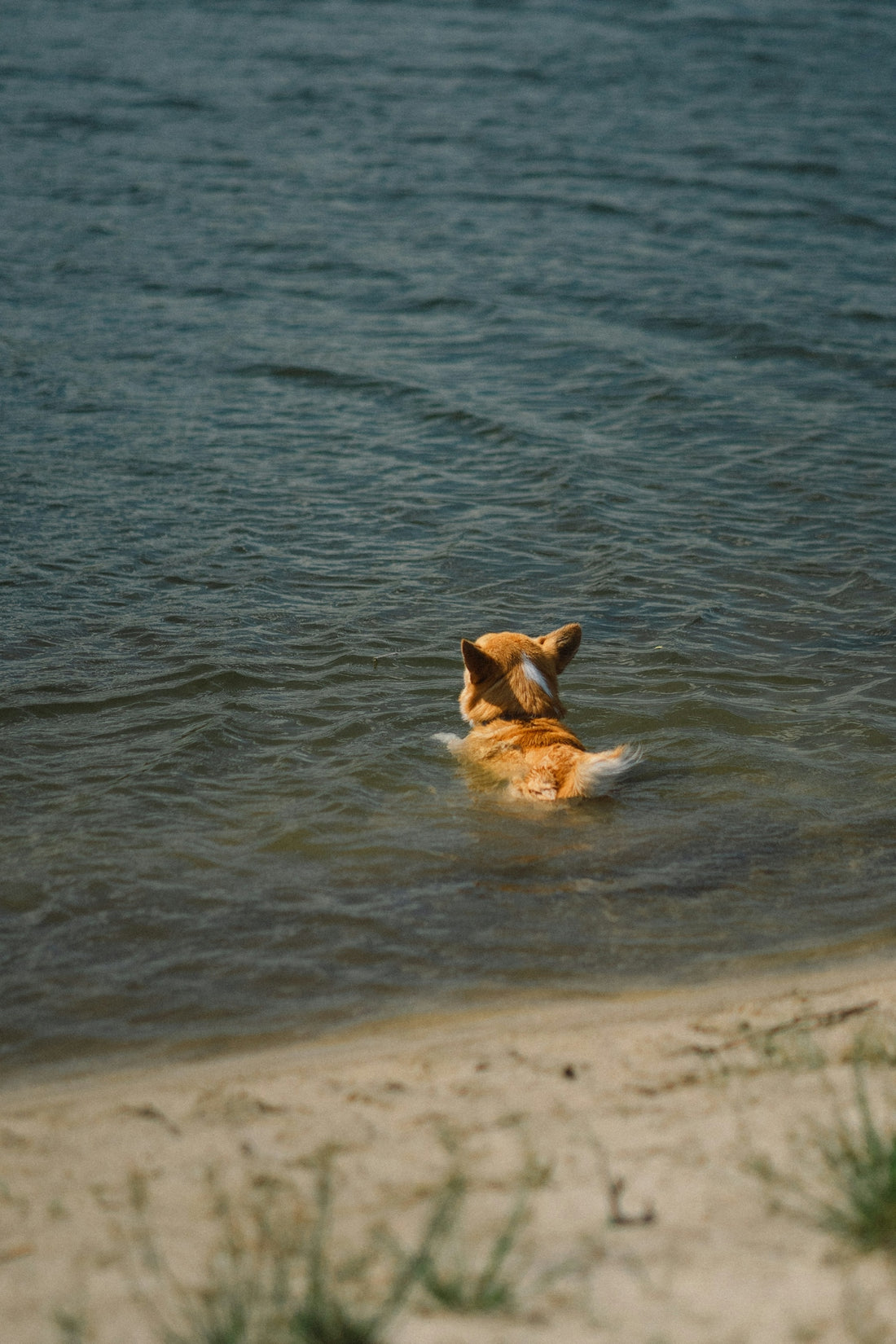 a dog swimming in water