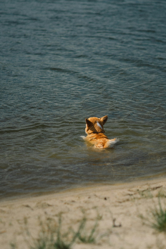 a dog swimming in water