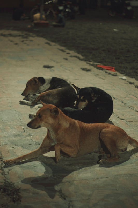 a group of animals lying on the ground