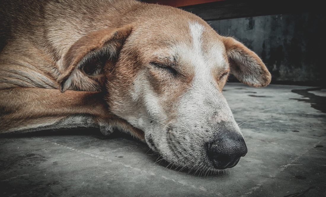 un perro durmiendo en el suelo