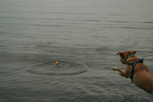 a dog playing with a ball in the water