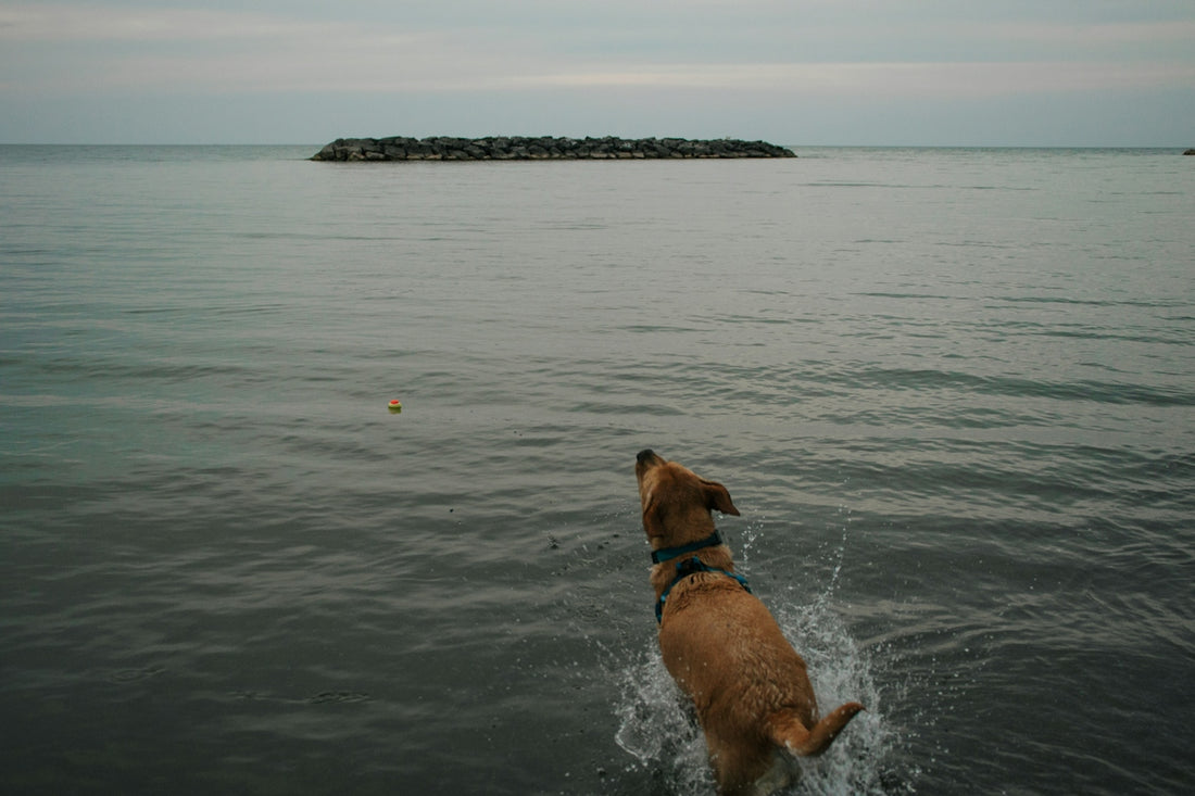 a dog standing in the water