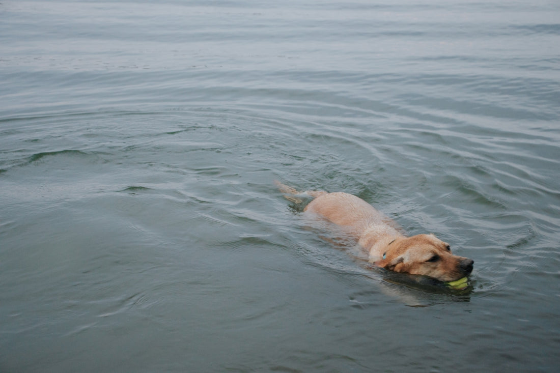 a dog playing with a frisbee in the water