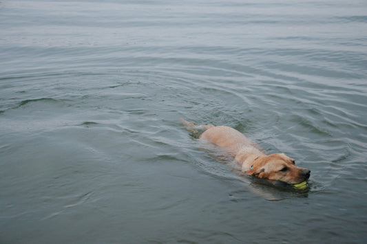 a dog playing with a frisbee in the water