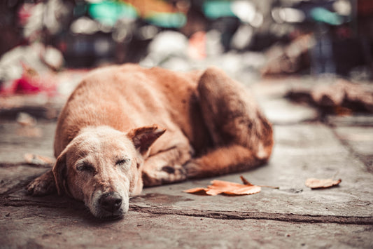a dog lying on the ground