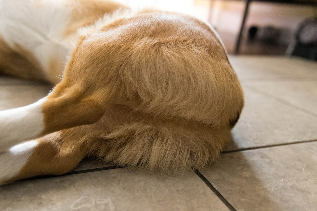 a dog lying on the floor