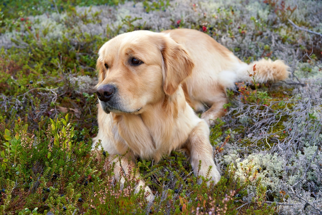 a dog lying in the grass
