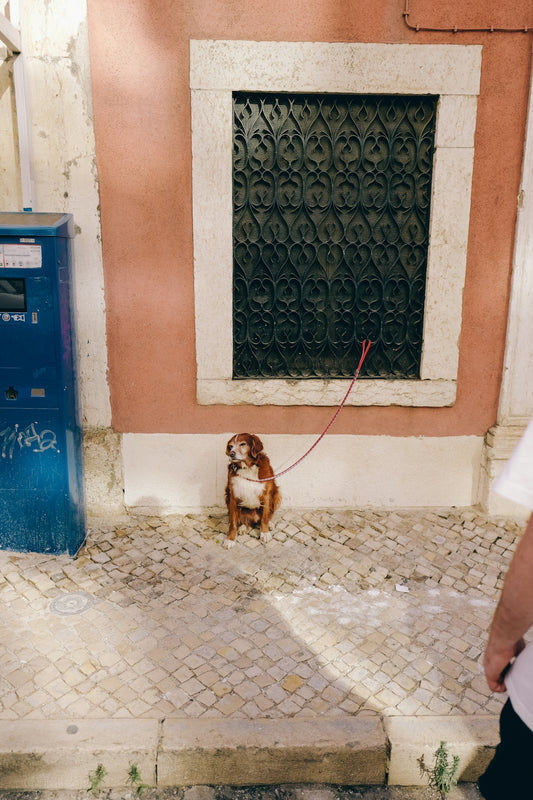 a dog on a leash on a leash