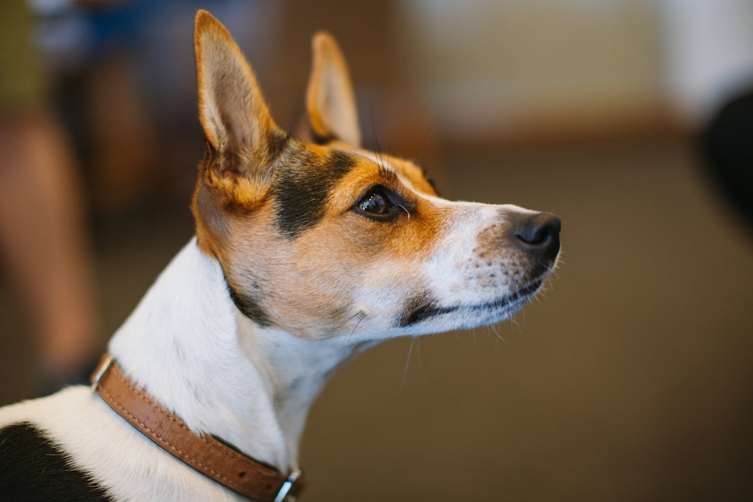 a dog looking up