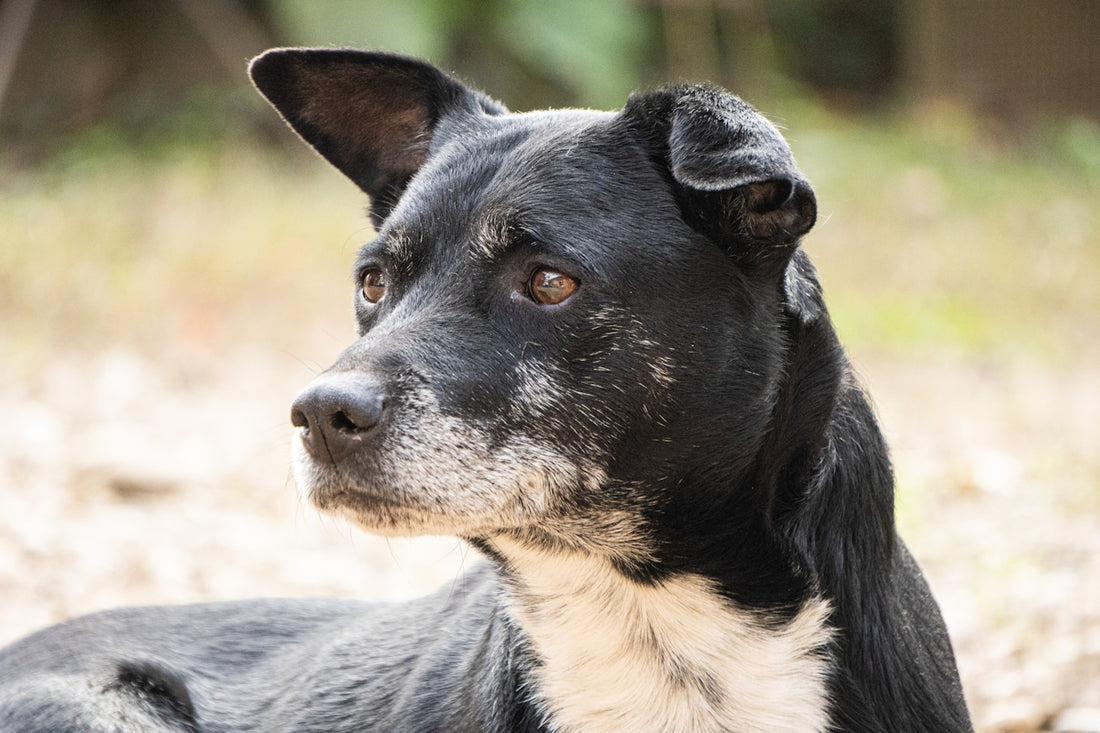 a black and white dog