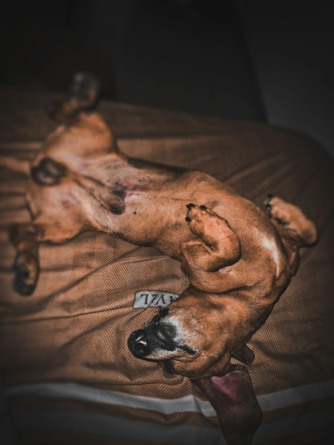 a dog lying on a bed