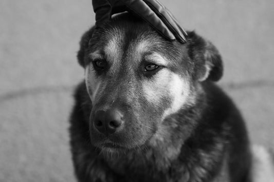 a dog wearing a hat
