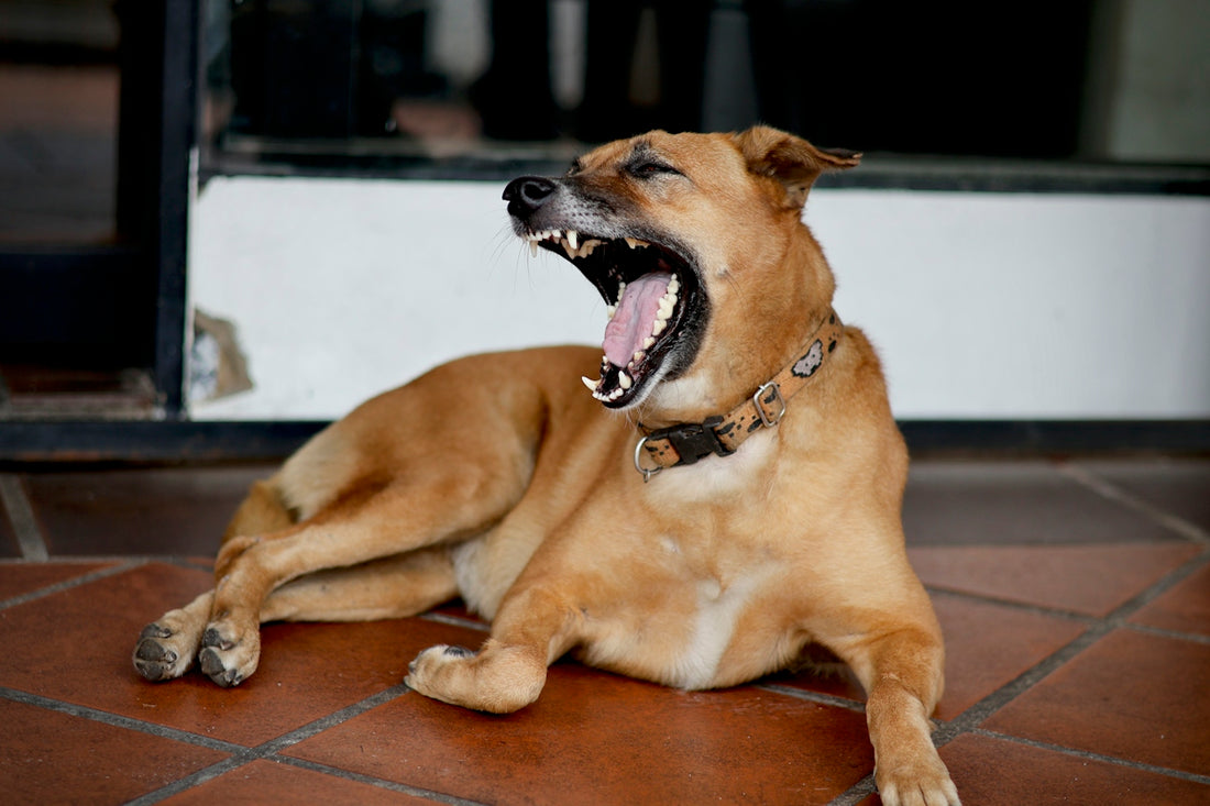 a dog yawning on a tile floor